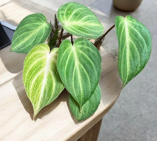Philodendron &