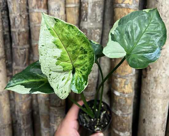 Syngonium &