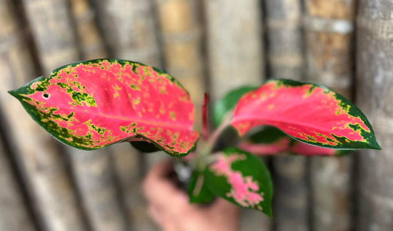 Aglaonema &