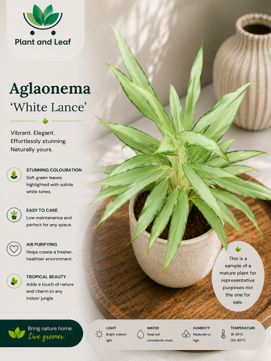 Aglaonema &