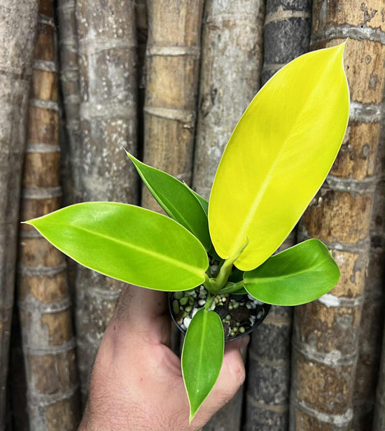 Philodendron &