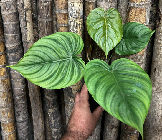 Philodendron &