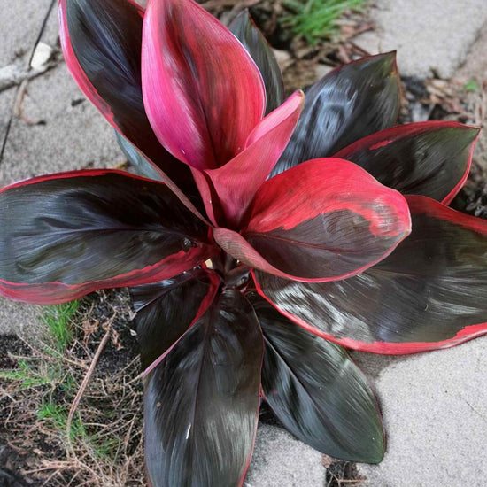 Cordyline &