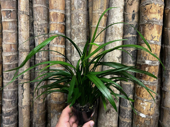 Pygmy Pandanus NR20