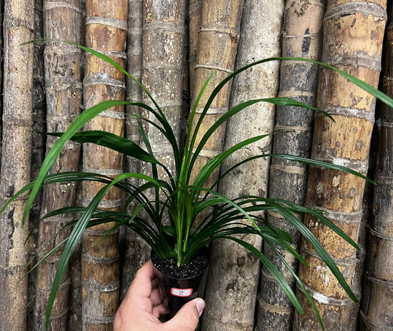 Pygmy Pandanus NR21