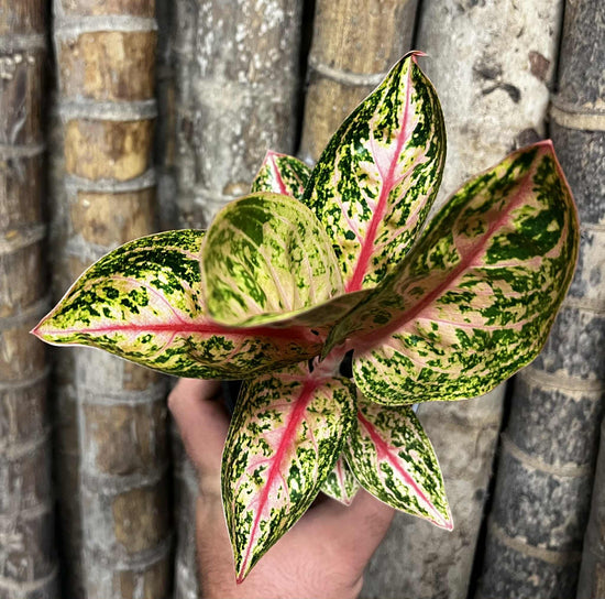 Aglaonema &