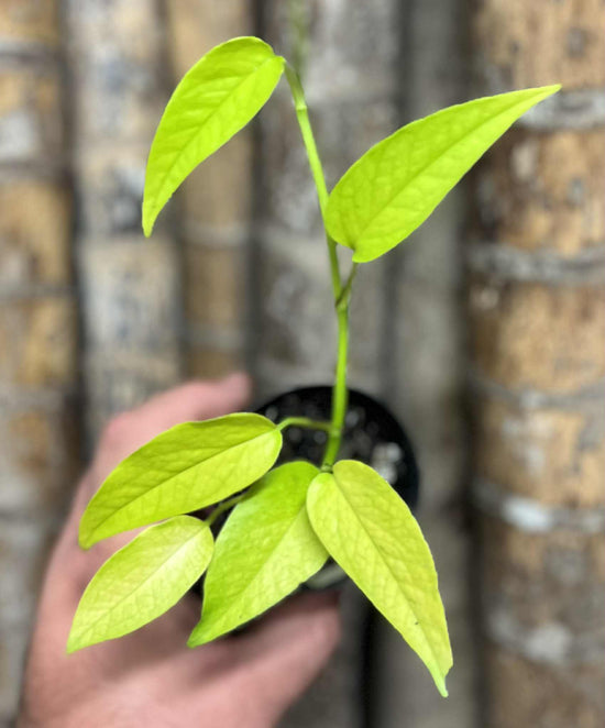 Epipremnum pinnatum &