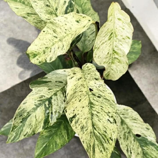 Rhaphidophora &