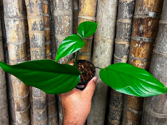 Rhaphidophora &