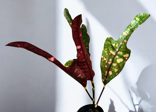 Croton &