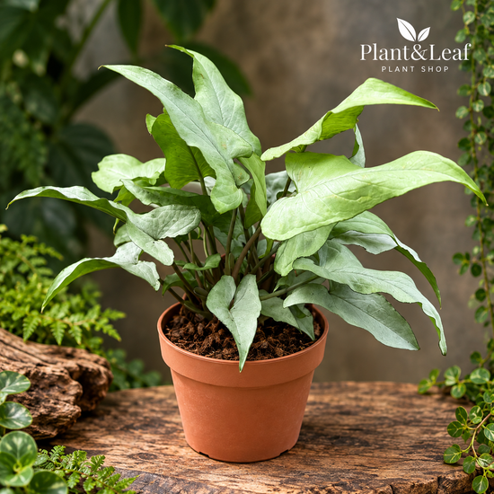 Syngonium &