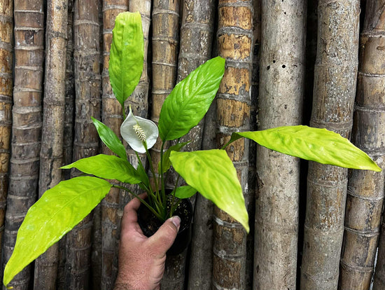 Spathiphyllum &