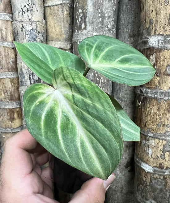 Philodendron &