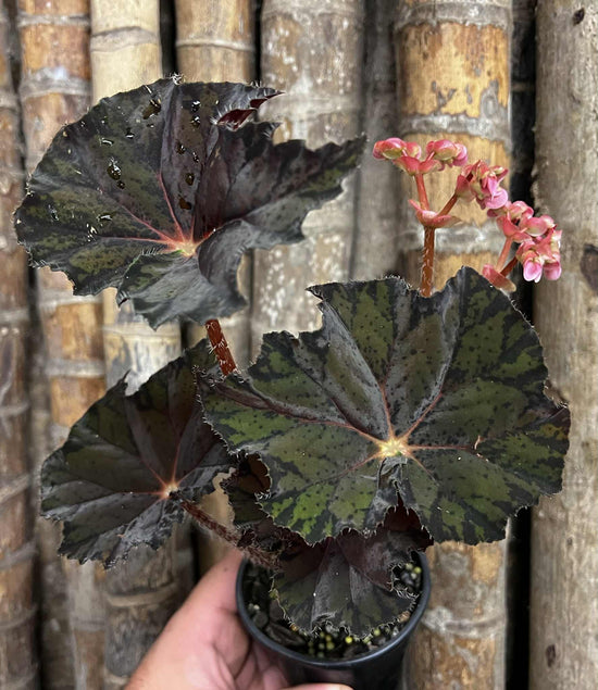 Begonia &