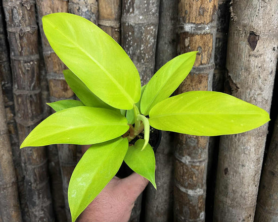 Philodendron &
