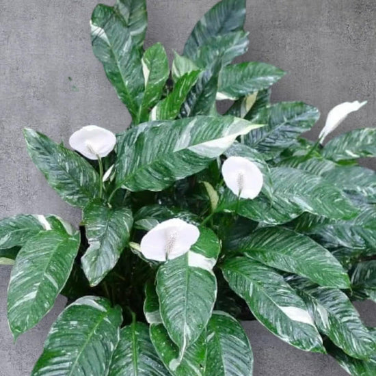 Spathiphyllum &