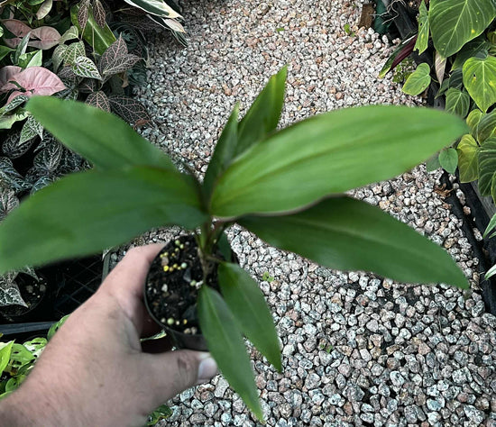 Cordyline &