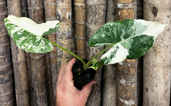 Alocasia &