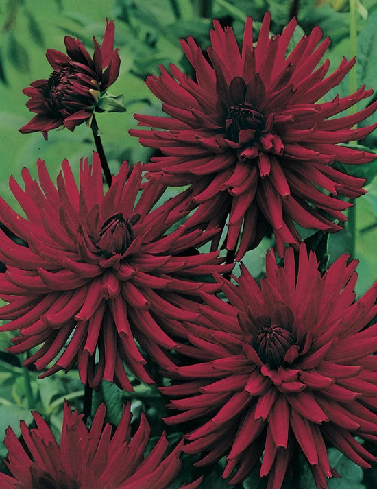 Dahlia Mrs Rees