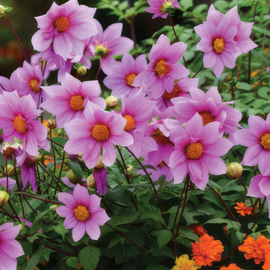 Tree Dahlia Dwarf Dark Pink