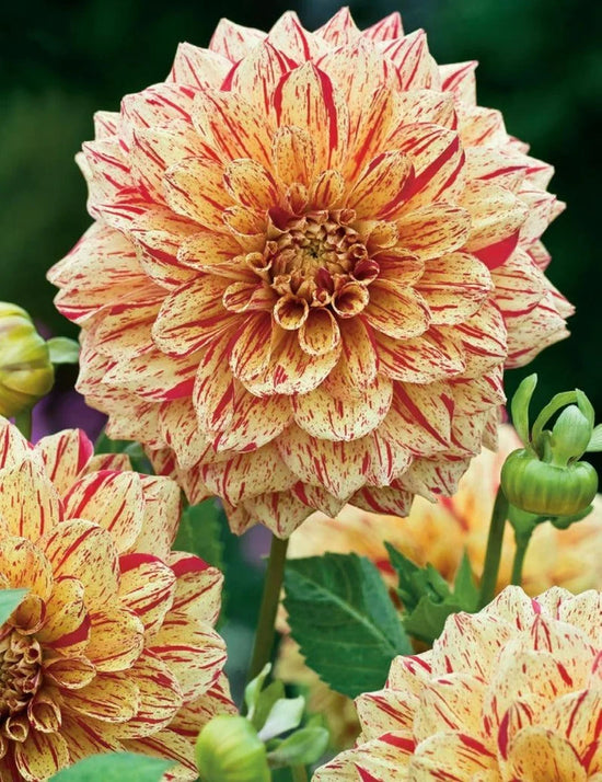 Dahlia Freckles