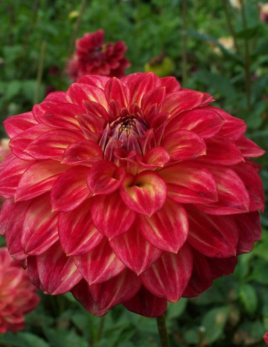 Dahlia Ciska