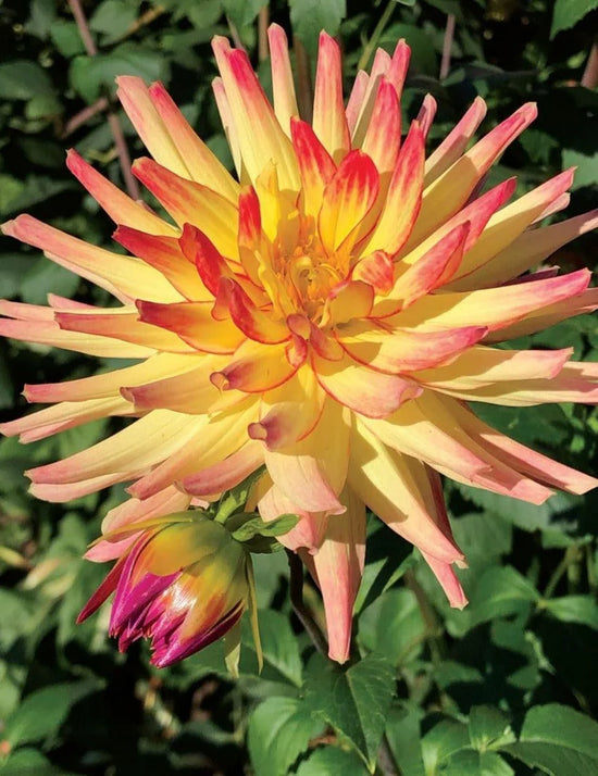 Dahlia Mountain Aurora