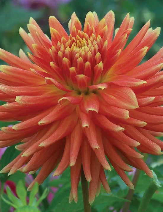 Dahlia Tuscany