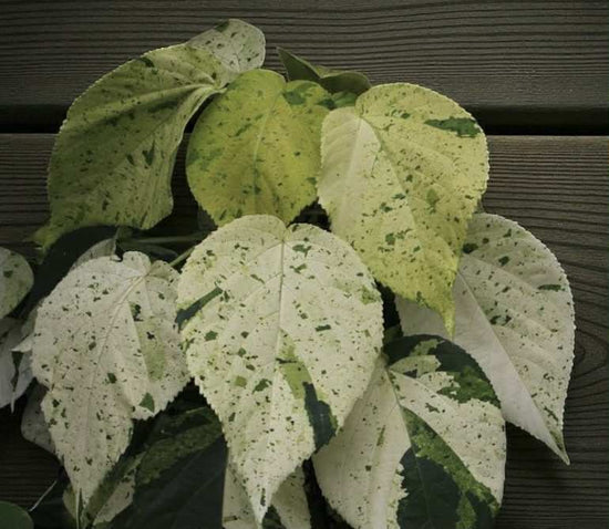 Acalypha wilkesiana &