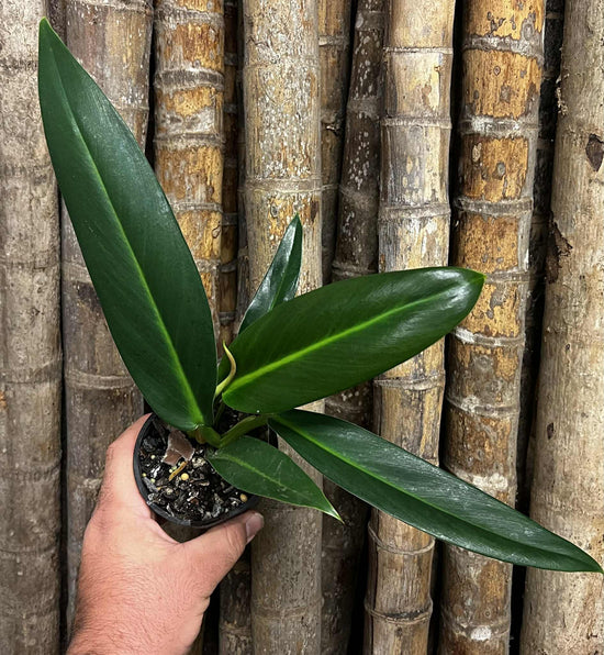 Philodendron &
