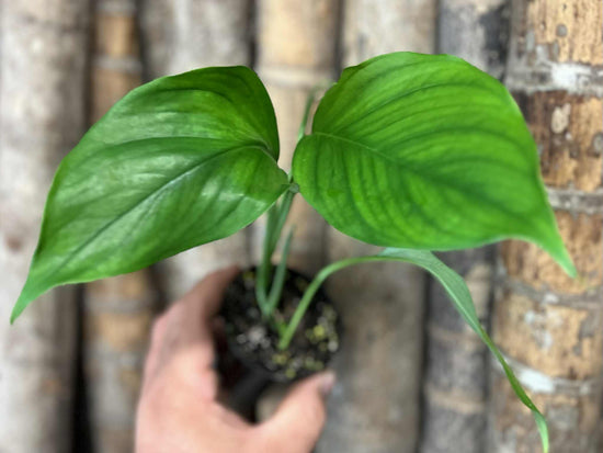 Monstera &