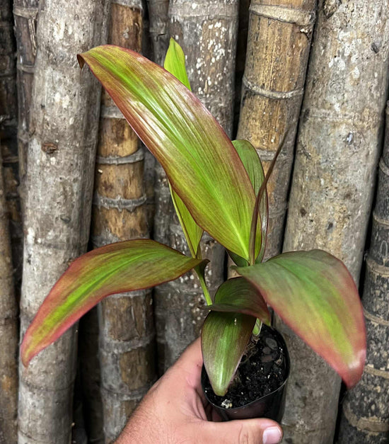 Cordyline &