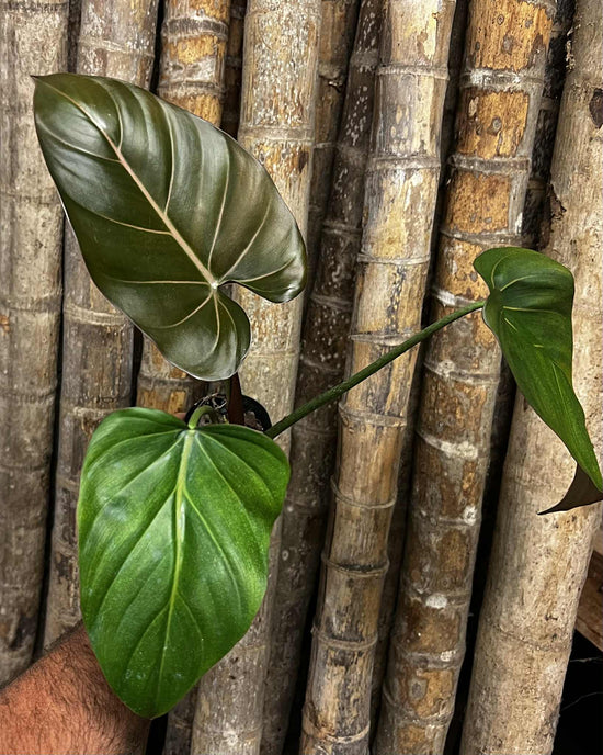 Philodendron &
