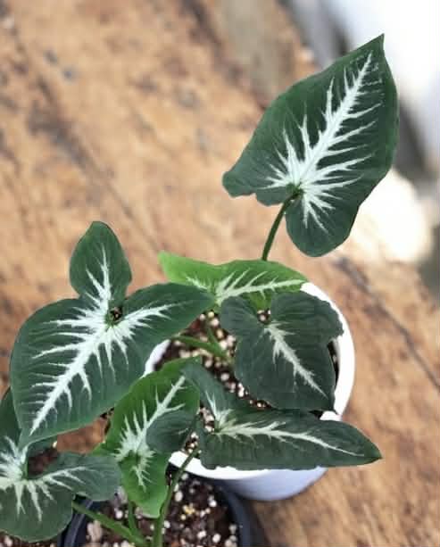 Syngonium wendlandii &