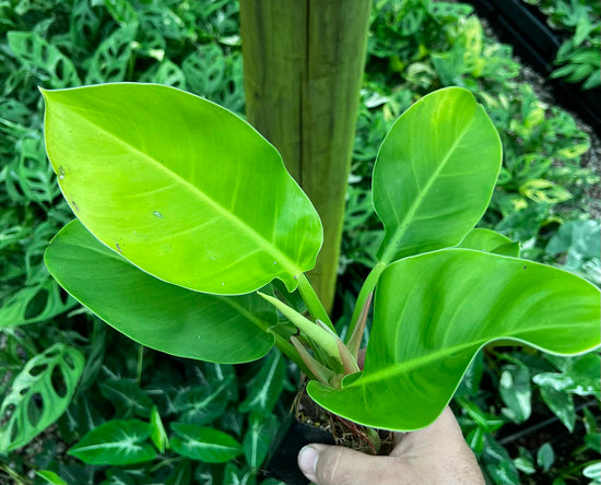 Philodendron &