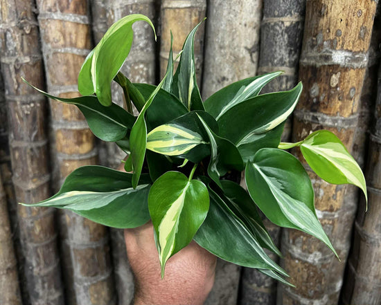 Philodendron &