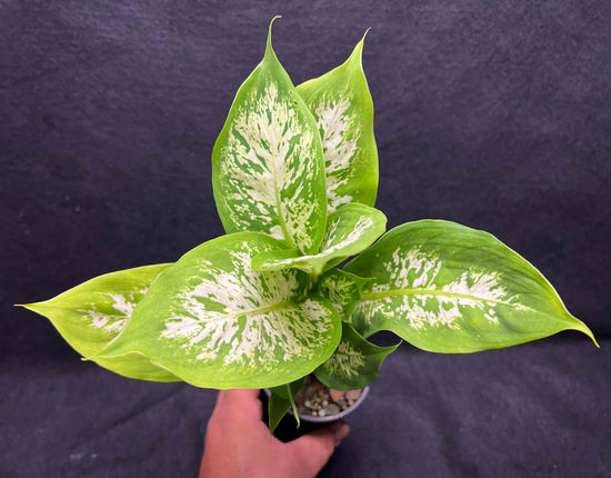 Dieffenbachia &