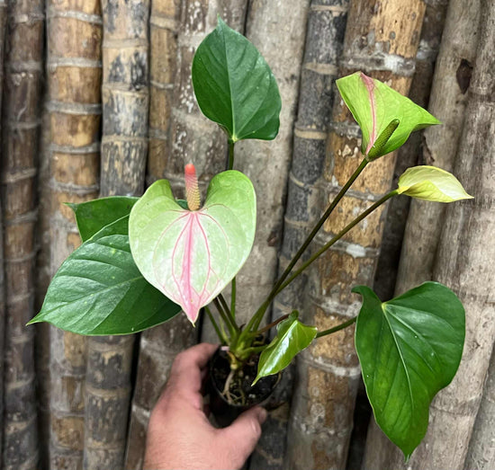 Anthurium &