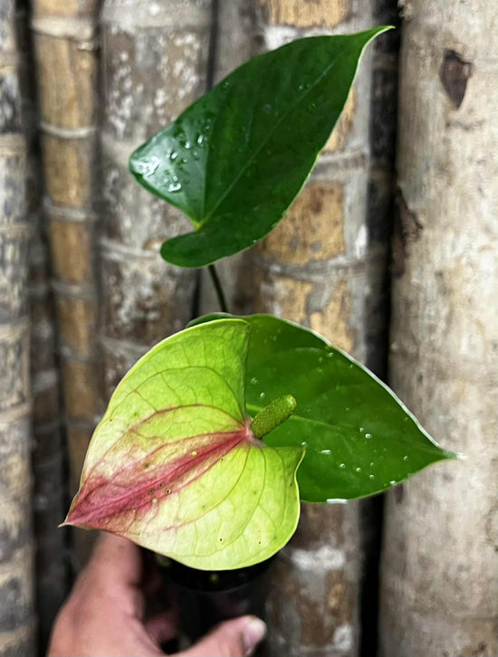 Flowering Anthurium with Unusual Green and Pink Flower FF21