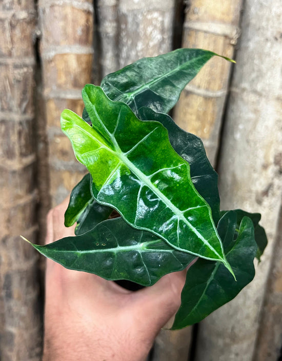 Alocasia &