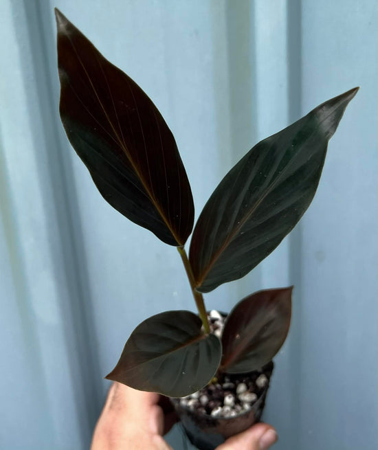 Ginger Midnight (Zingiber malaysianum) 75mm Pot