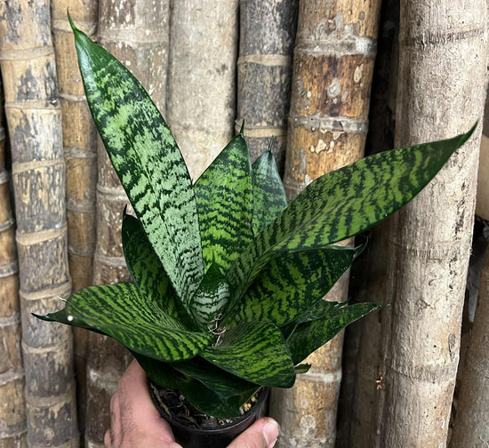 Sansevieria &
