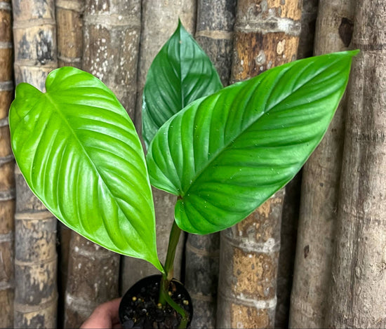 Philodendron &