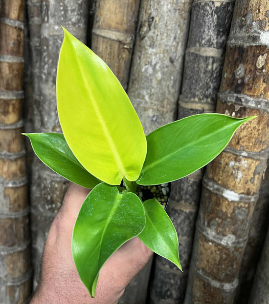 Philodendron &