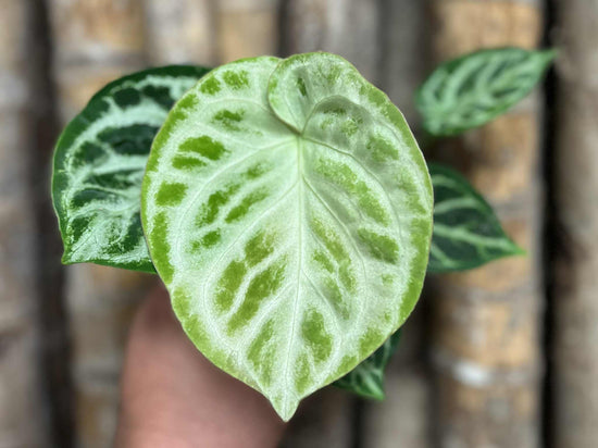 Anthurium &