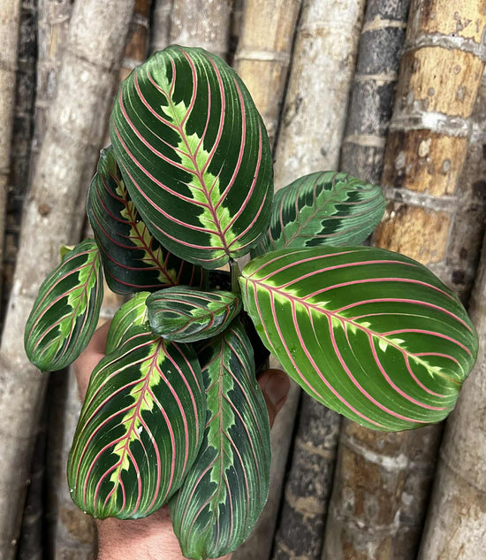 Maranta &