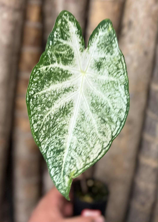 Caladium &