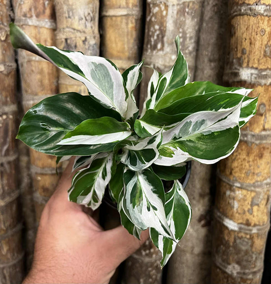 Calathea &