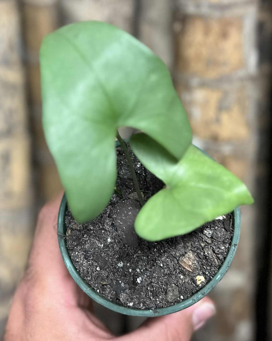 Anthurium berriozabalense&