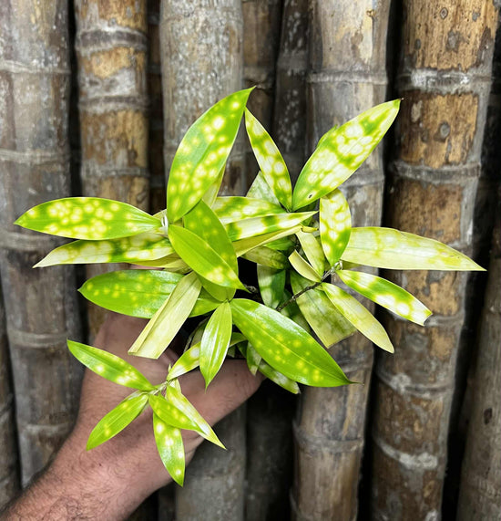 Dracaena &
